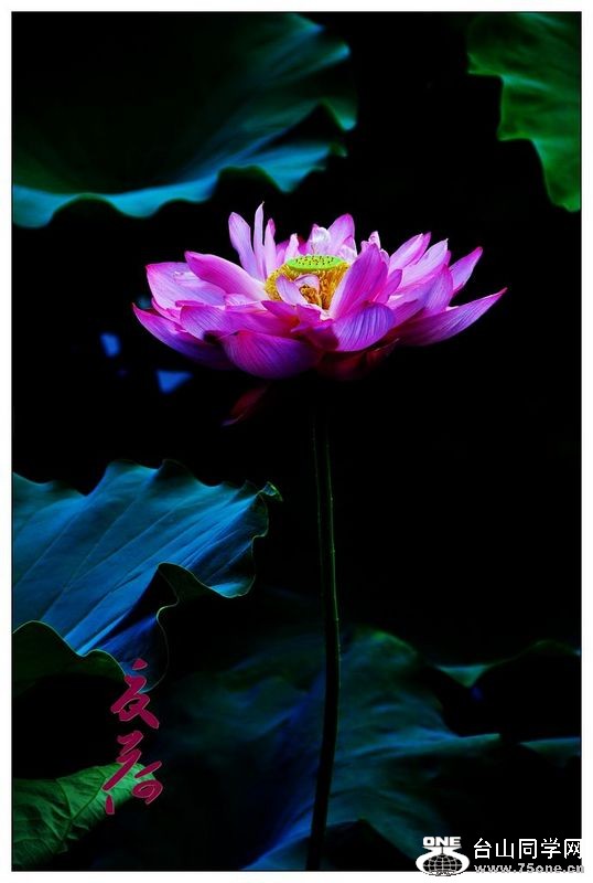 nEO_IMG_DSC_0049_conew1.jpg