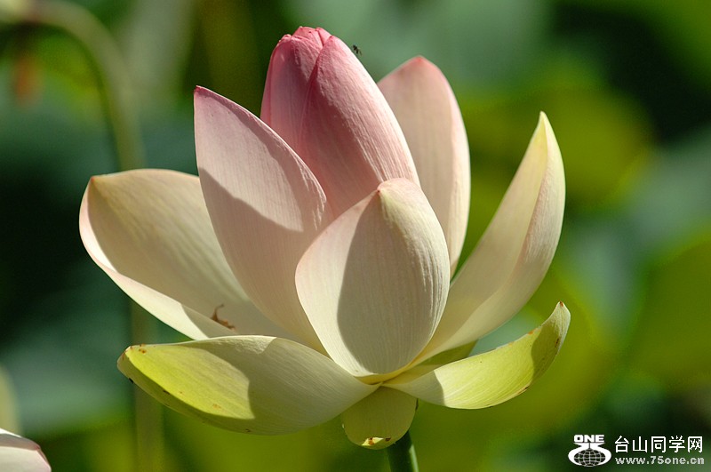 Lotus1-2 042.jpg