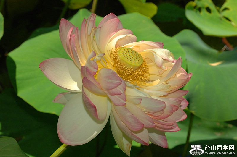 Lotus2 048.jpg