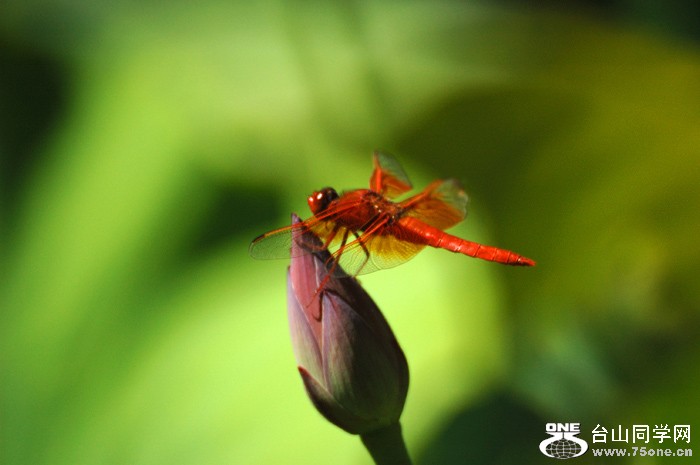 DSC_0261A .jpg