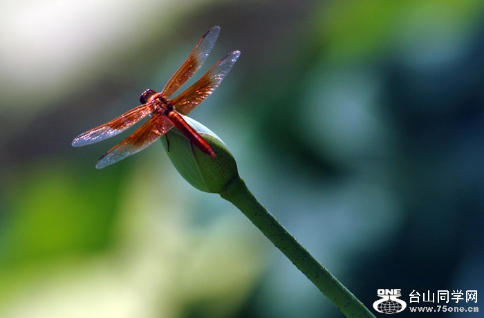 DSC_0424A .jpg