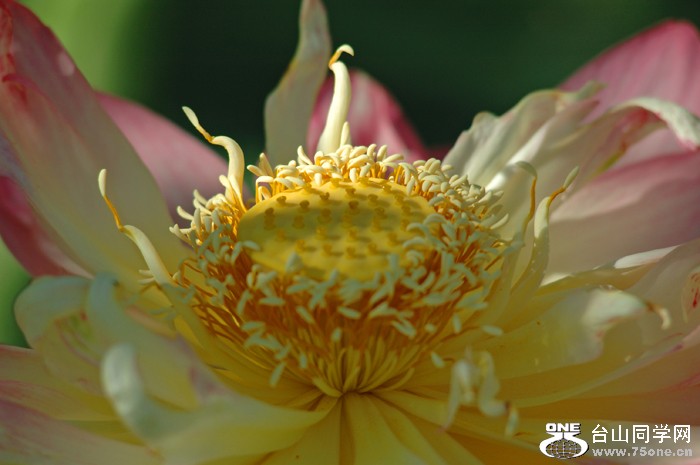 DSC_0175A .jpg