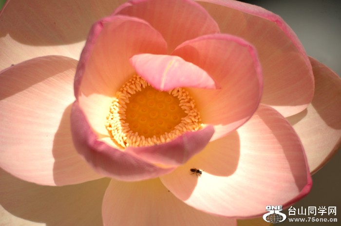 DSC_0116A .jpg