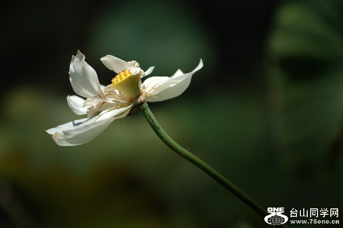 DSC_0290A .jpg