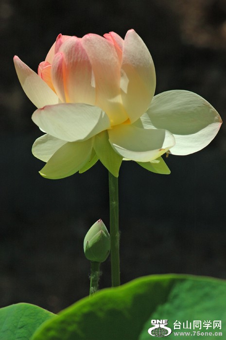 DSC_0385A .jpg