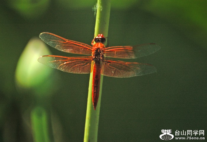 DSC_0364A .jpg