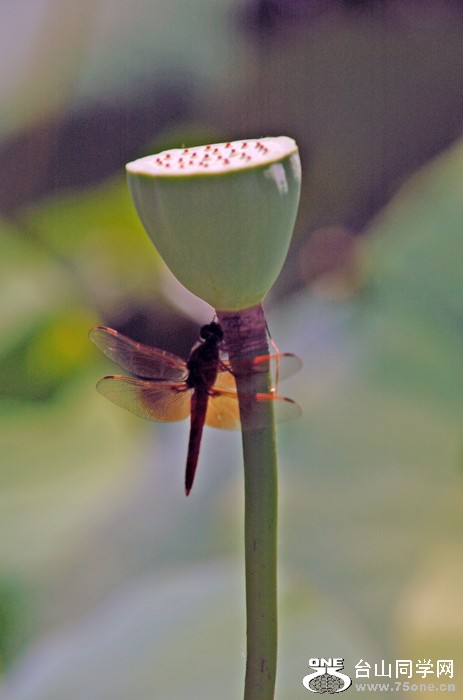 DSC_0414Ajpg .jpg