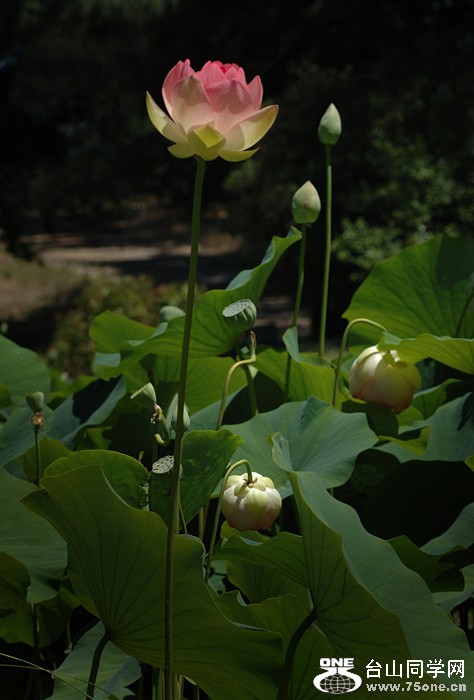 DSC_0394A .jpg