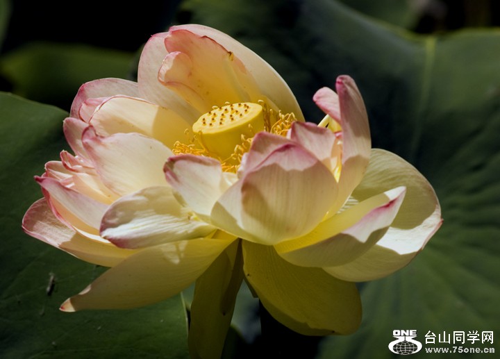 DSC_0383Ba.jpg