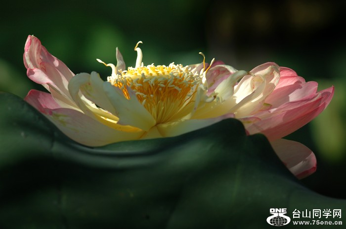 DSC_0177A .jpg