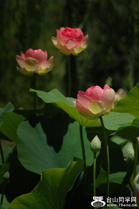 DSC_0395A .jpg