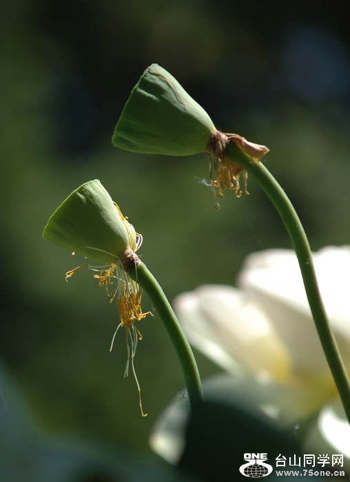DSC_0420A .jpg