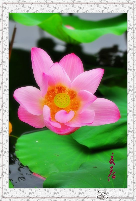 DSC_0303_conew1.JPG