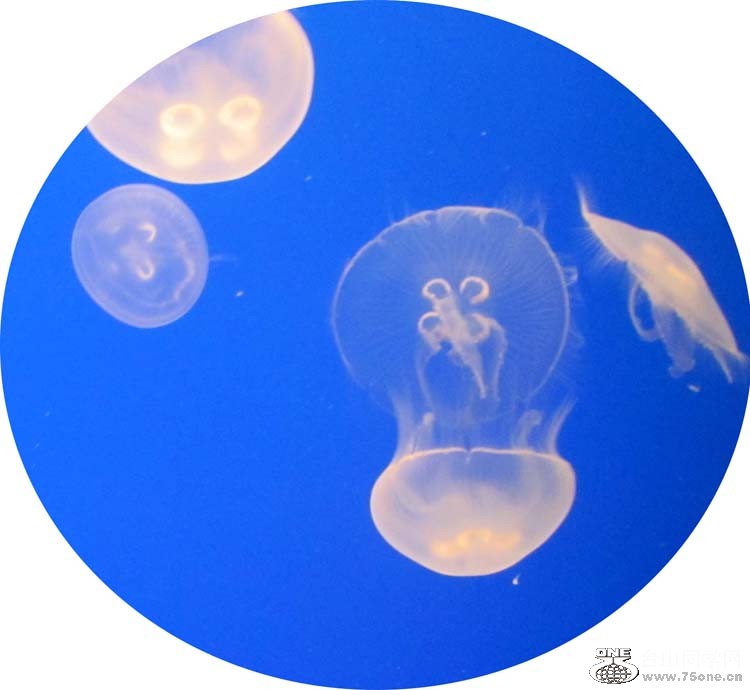 jellyfish.jpg