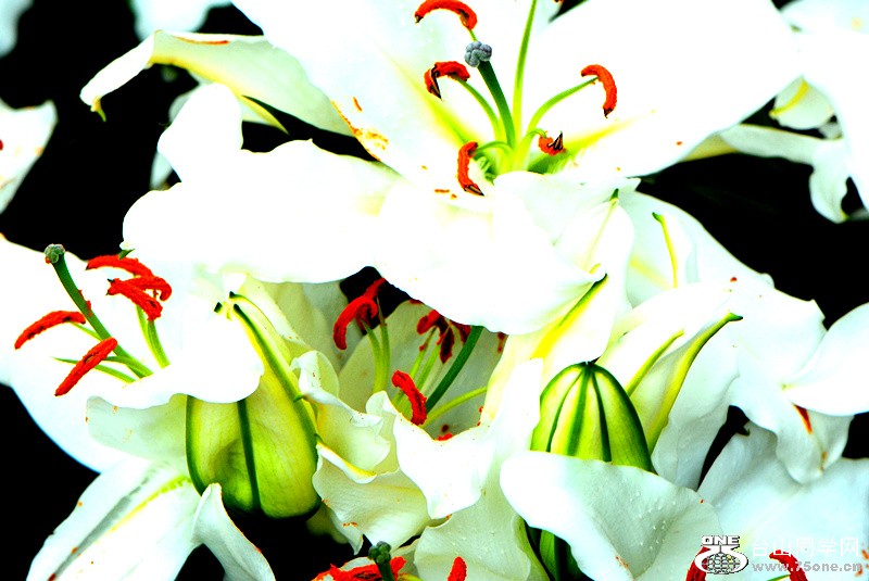 Picture 256_.jpg