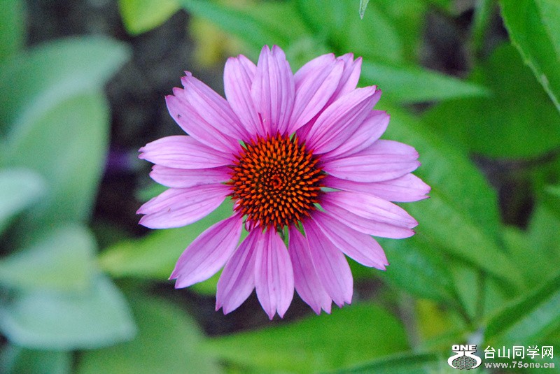 Picture 043_.jpg