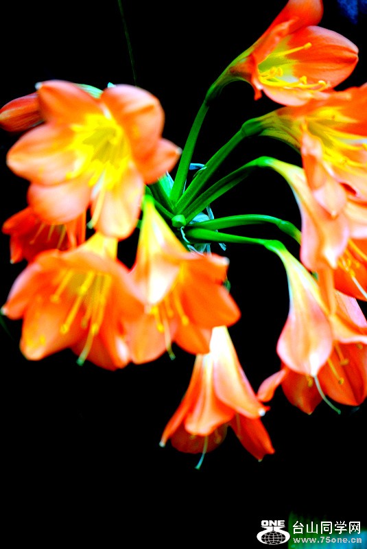 Picture 248_.jpg