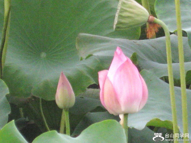 IMG_0981_.jpg