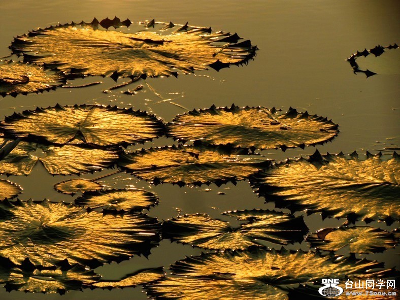 leaf.jpg