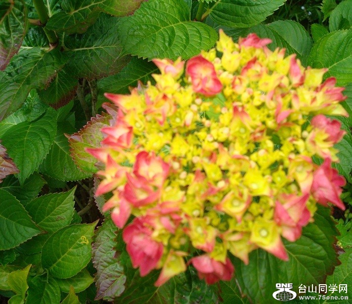 DSC08441a.jpg