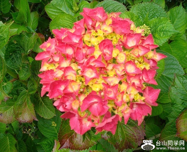 DSC08440a.jpg