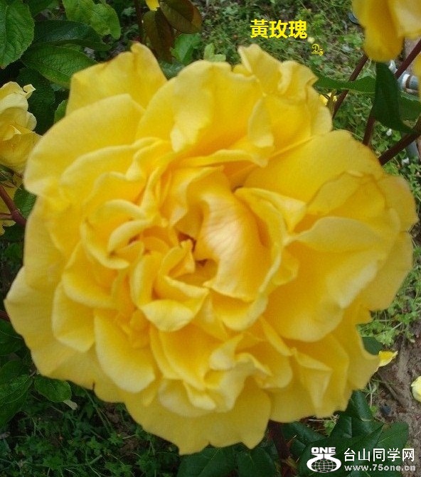 DSC08488d.jpg