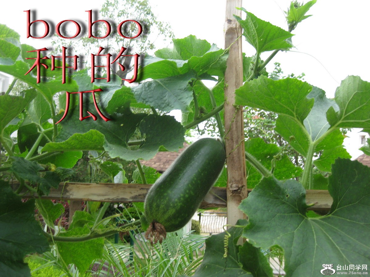 2011.6.8 bobo 002.jpg