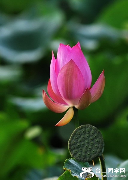 DSC_82731_СС.jpg