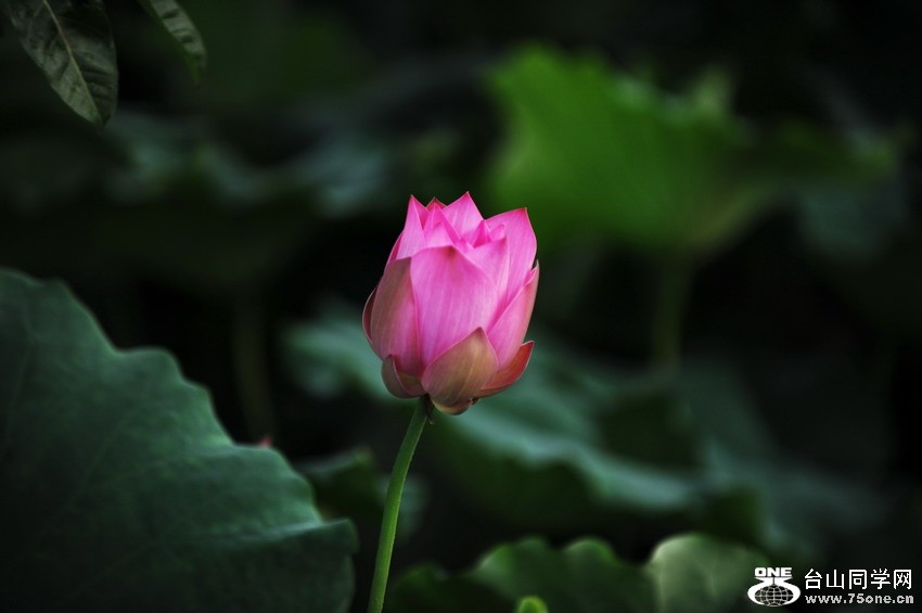 DSC_8260_СС.jpg