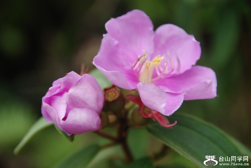 DSC_0539_conew1.JPG