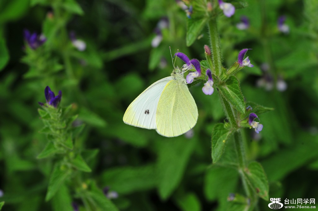 DSC_5602.jpg
