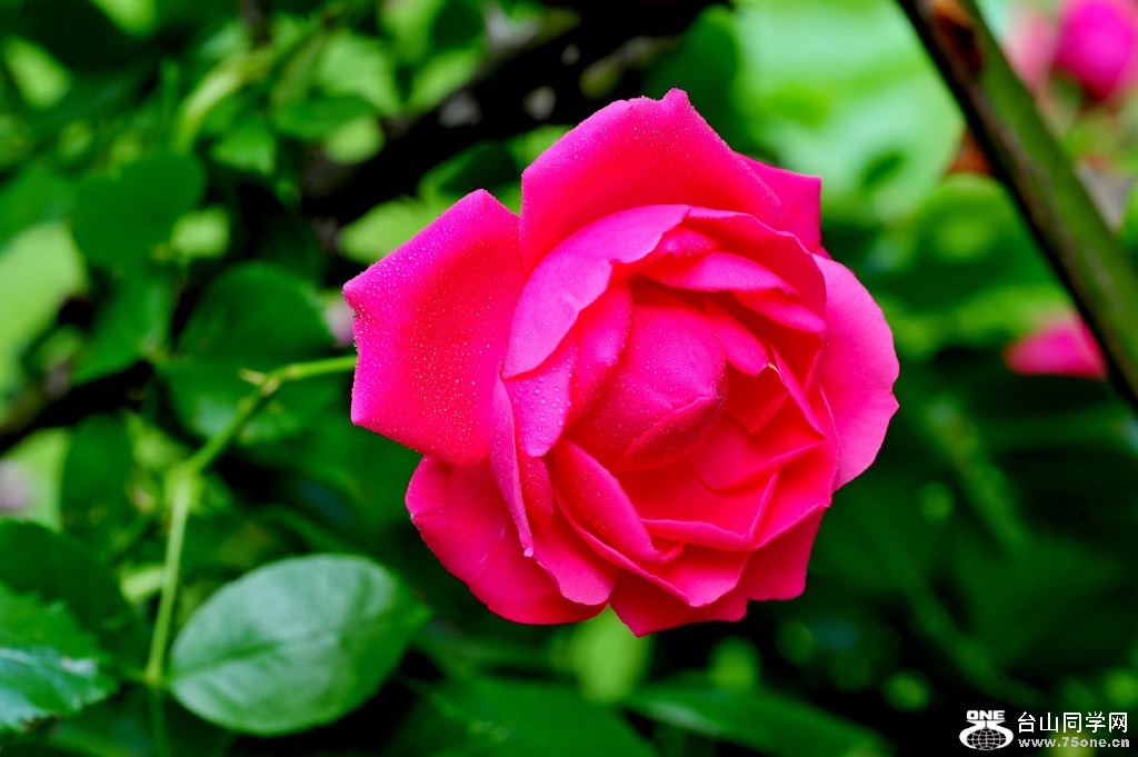 DSC_5519.jpg