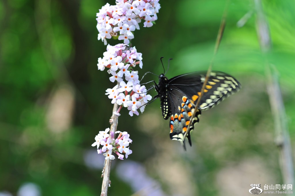 DSC_5530.jpg