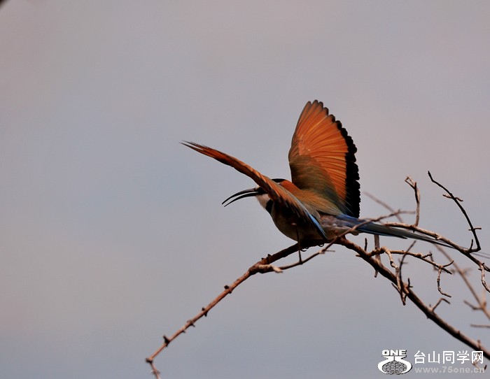 DSC_7085.jpg