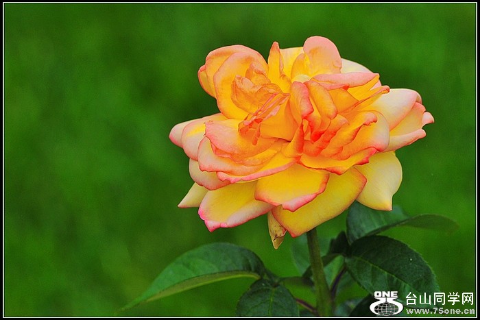 DSC_7311.JPG