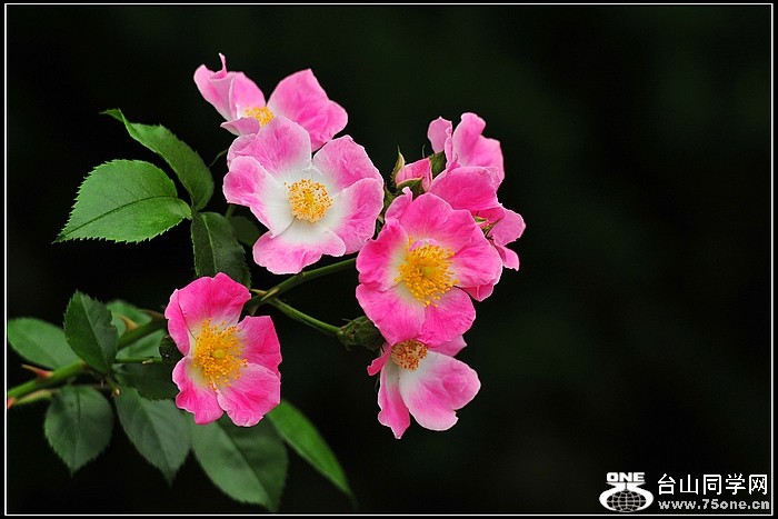DSC_7017.JPG