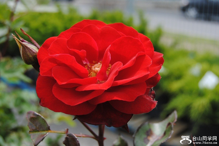 DSC_0075.JPG