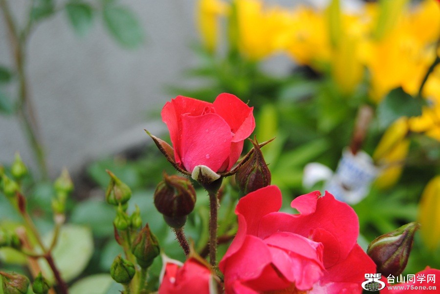 DSC_0328.JPG