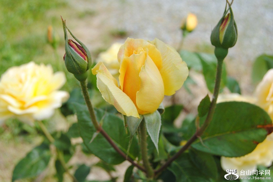 DSC_0477.JPG