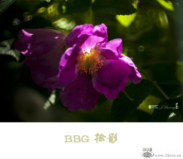 DSD_6731a.jpg