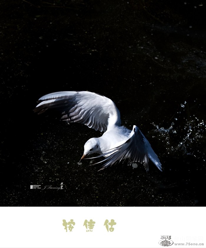 75DSD_5198n.jpg