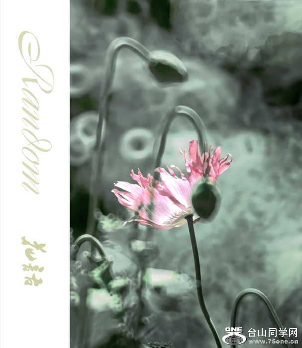 DSD_7491aBscNs.jpg