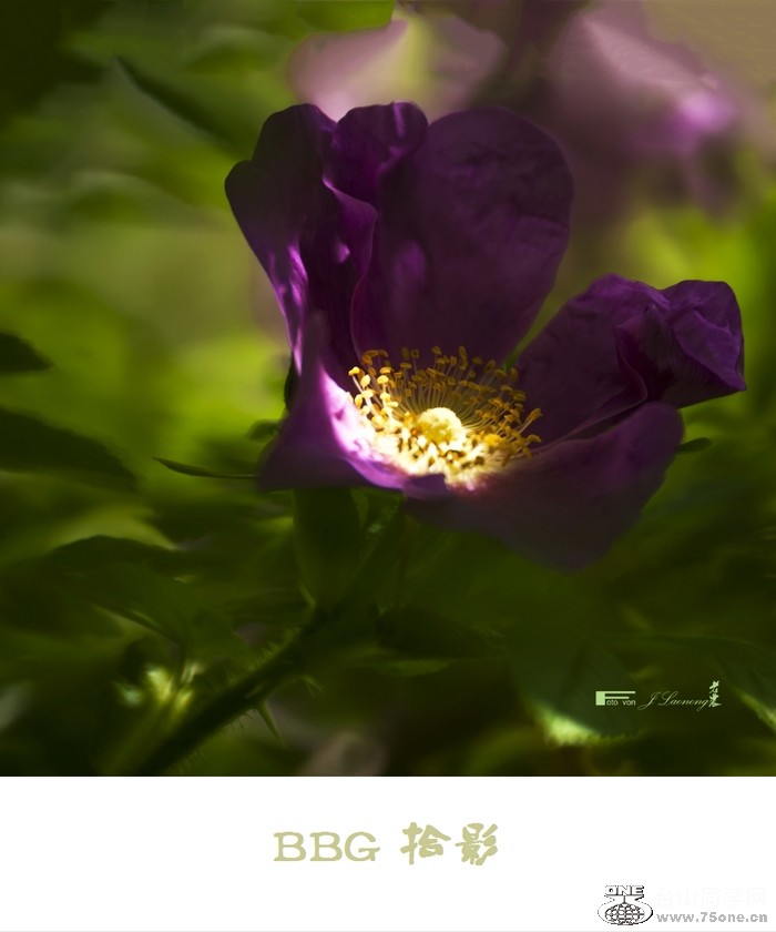 DSD_6694ab.jpg