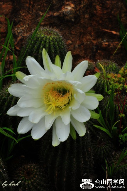 DSC_5890_conew2.jpg