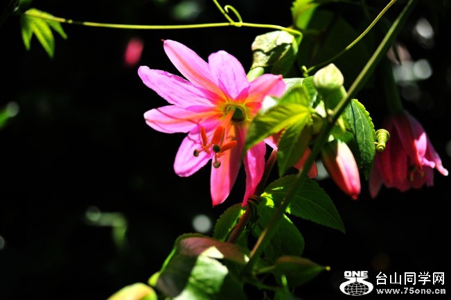 DSC_6253_conew1.jpg