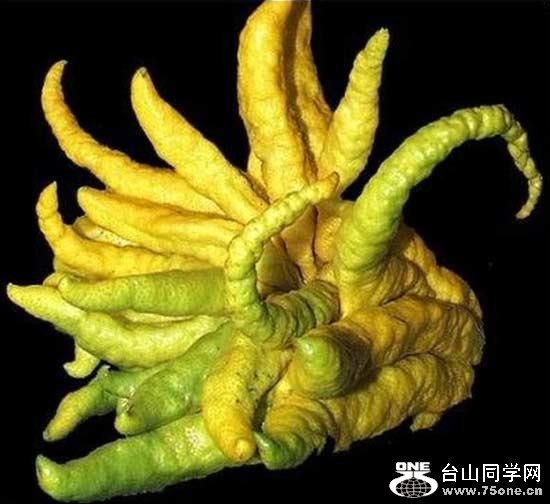 6.֣Buddhas Hand.jpg