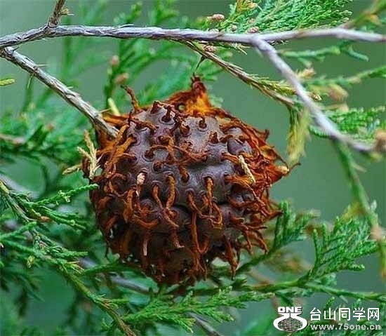 7.zn`Cedar-Apple Rust Fungus.jpg