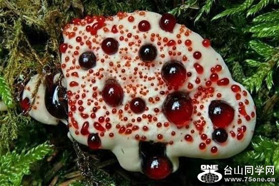 1.ѪWHydnellum peckii.jpg