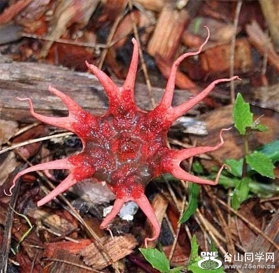 3.ĢSea Anemone Mushroom.jpg