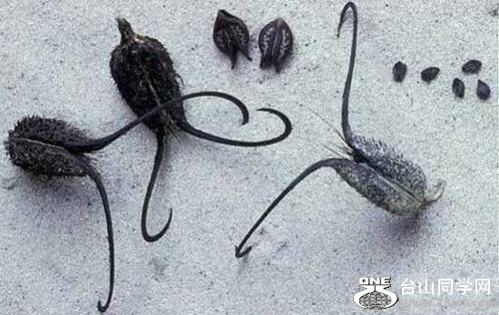 4.ħצDevils Claw.jpg